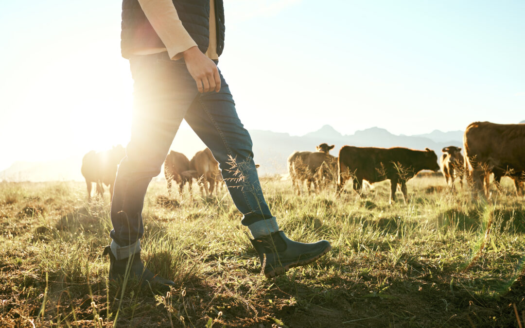 Stefan Bode: Erfahrener Finanzexperte für Rinderfarm-Investitionen in Paraguay