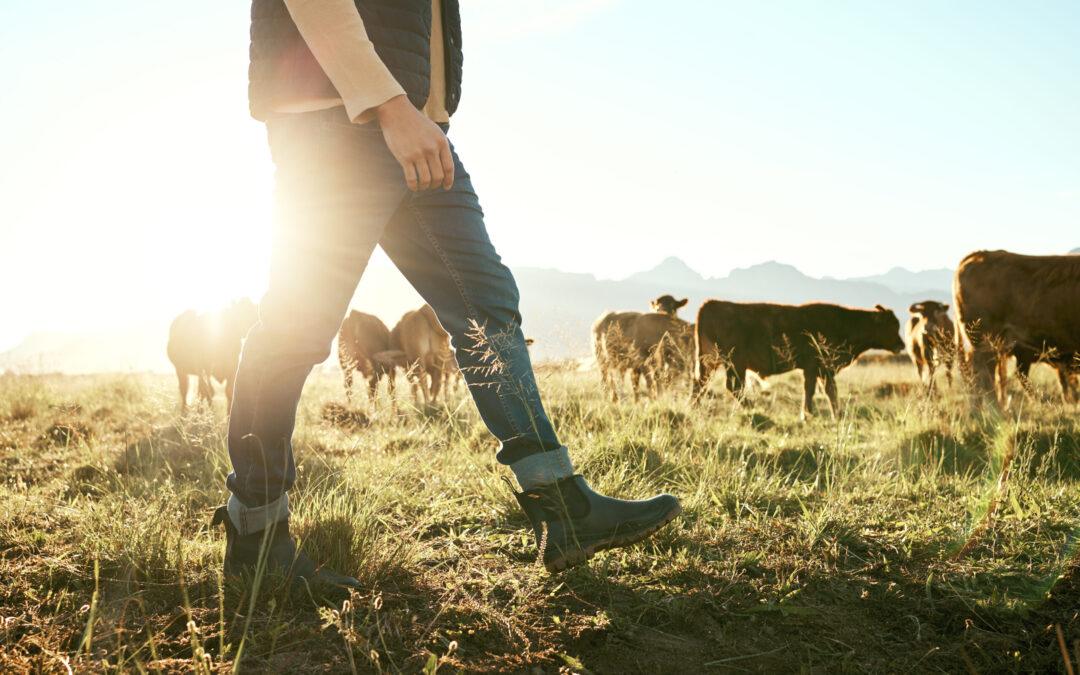 Stefan Bode: Erfahrener Finanzexperte für Rinderfarm-Investitionen in Paraguay