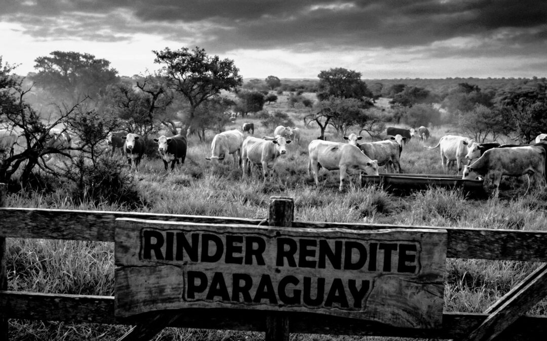 Rinderfarmen Paraguay: Lukrative Investition in landwirtschaftliche Sachwerte mit Zukunftspotenzial