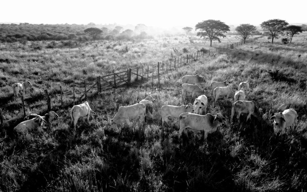 Investitionen in Rinderfarmen: Hohe Renditen durch alternative Rohstoff-Anlageform entdecken