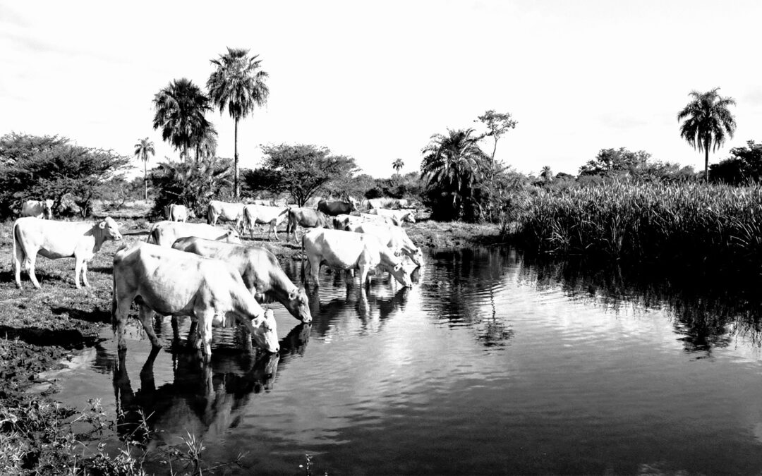 Paraguays Rindfleisch-Boom: Wie Bodard investiert